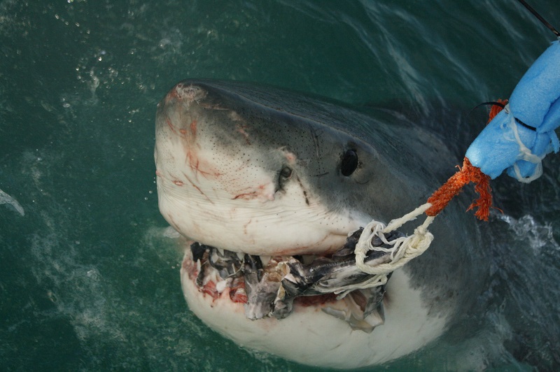 great white shark showing teeth