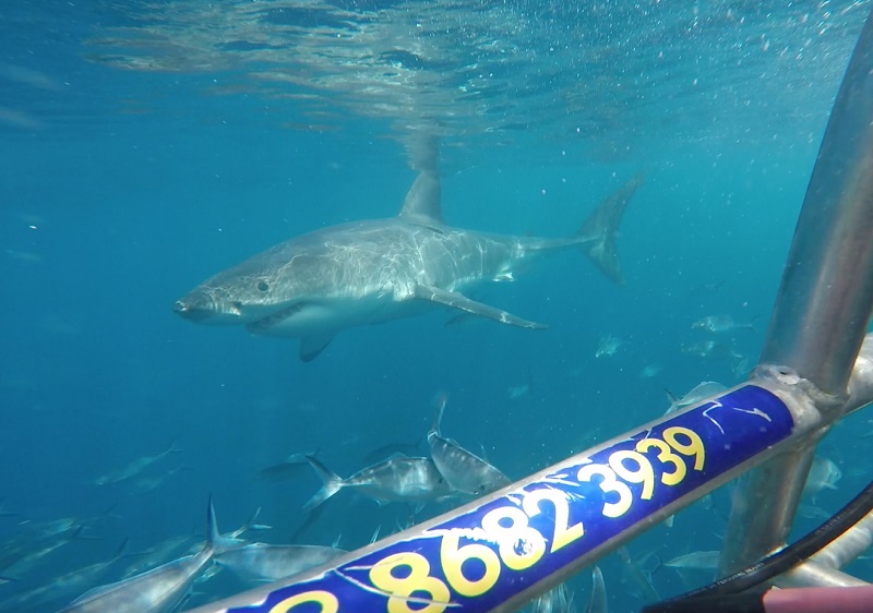 Alex_wright_working on a shark cage diving boat_South Australia Port Lincoln Calypso Star charters 