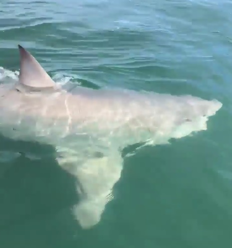 great white off florida coast