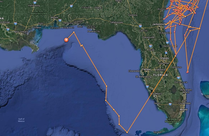 White shark Hilton swam in the gulf of Mexico 