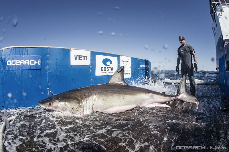 Great white shark tracked in the Panhandle, and it’s not the first