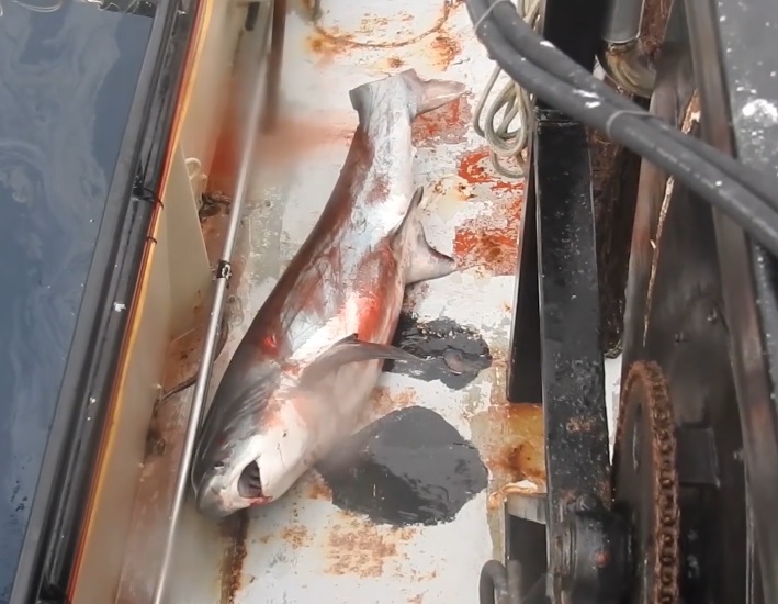 finned threshers shark in California