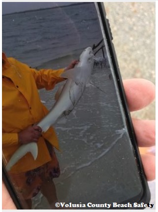 Lemon_shark_bite