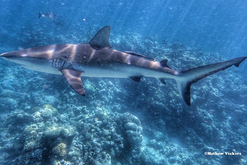 Great Barrier reef shark attack 