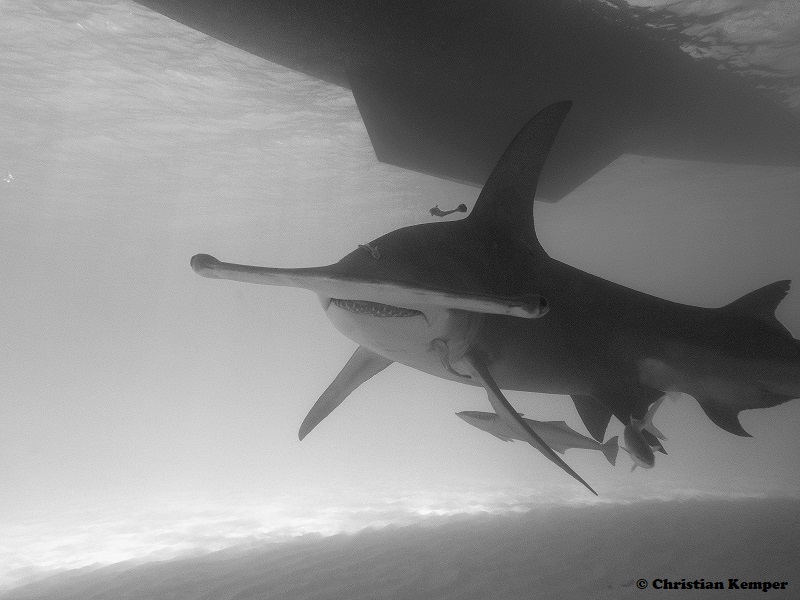 Christian_Kemper_Seaching for great hammerheads bimini_2