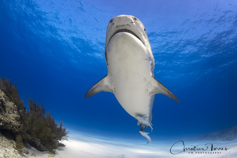 Christian_Kemper_Seaching for great hammerheads bimini_2