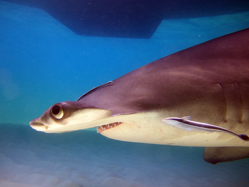 great hammerhead shark Bahamas