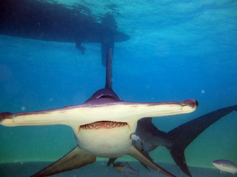 Christian_Kemper_great hammerheads bimini