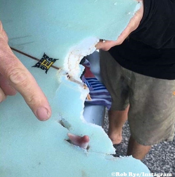 Great white shark bites kite surfer’s board