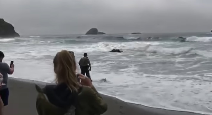 Beached salmon shark