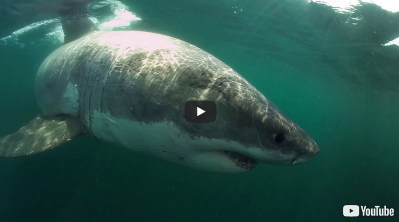 Great White shark video Boston MA