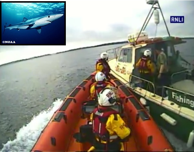 Blue shark bites_Ireland and Italy