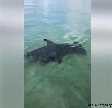 Hammerhead Shark in Destin Florida