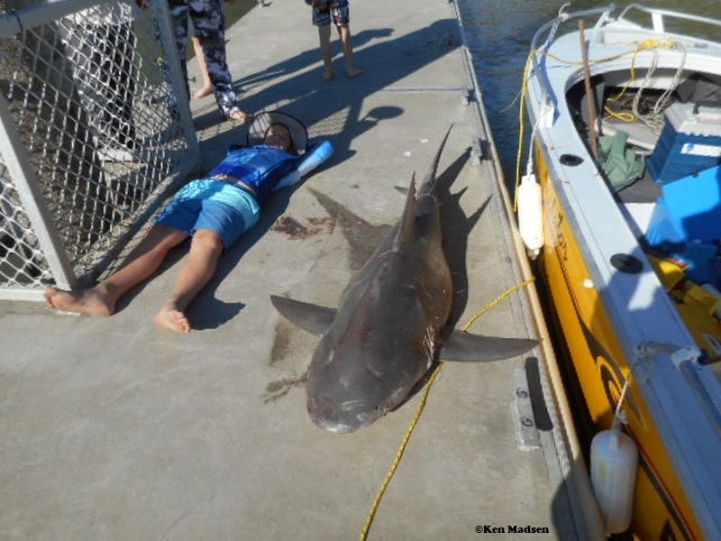 Six-foot bull shark lands in family’s fishing boat