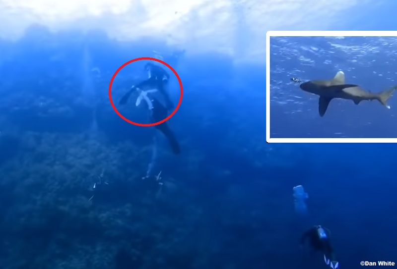 Нападение какая. Акулы в Красном море Хургада.
