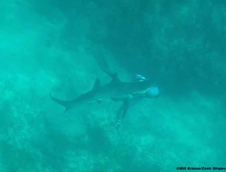 shark bites spearfisherman's head in the Bahamas