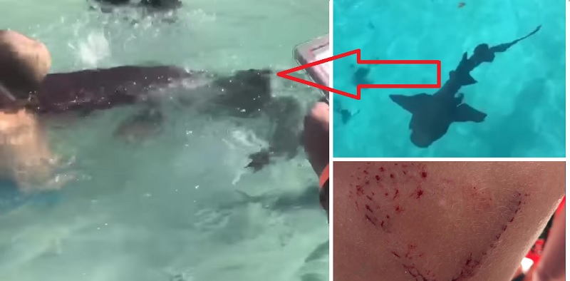 Video Bahamas shark encounter goes wrong when nurse shark bites child