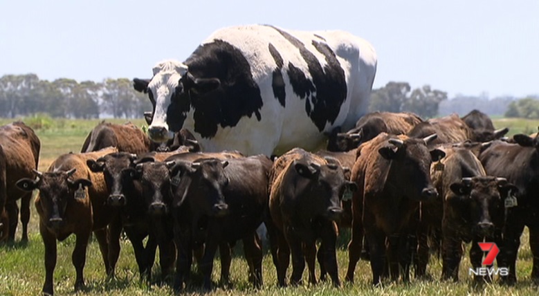 Knickers the massive cow