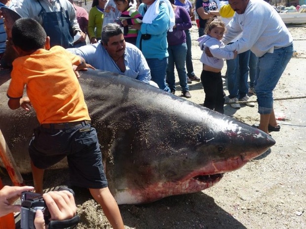 Massive great white shark caught in Gulf of California.