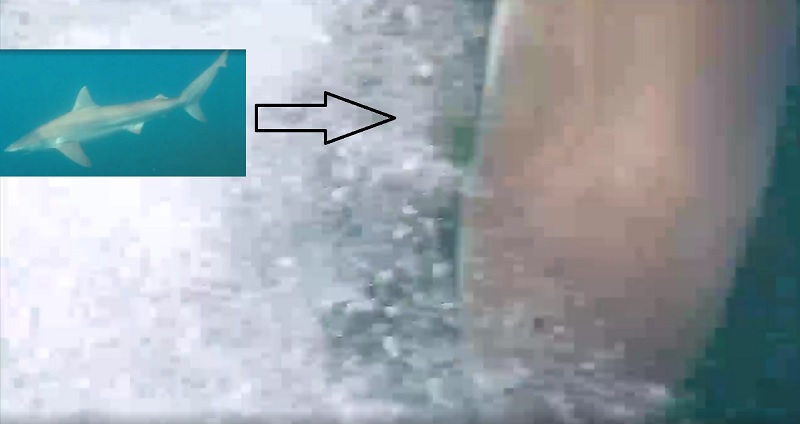 Video: Shark bites New Zealand spearfisherman