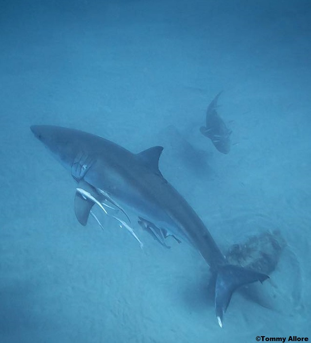 florida divers see great white in Florida