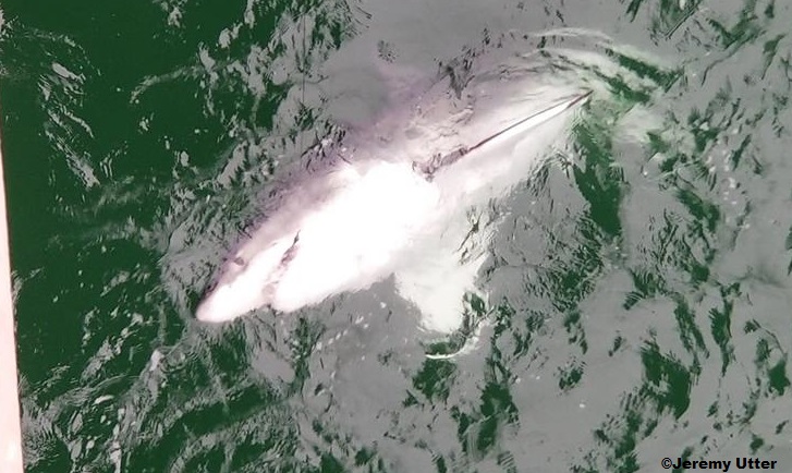 10-foot great white shark caught near Alabama state line