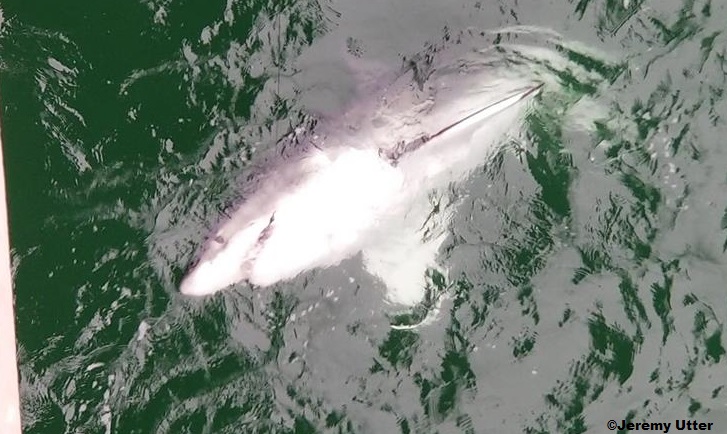 Jeremy Utter great white florida pier caught near alabama state line