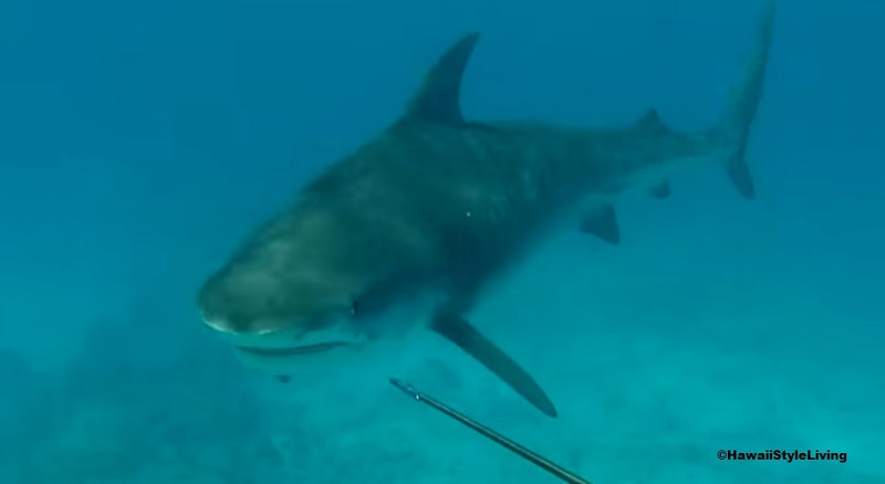 tiger shark vs spearfisherman hawaii