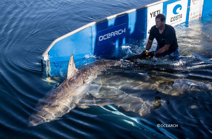 OCEARCH releases a great white shark