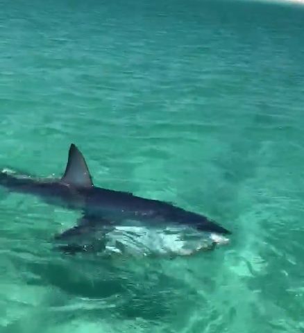 mako shark swimming near destin beach