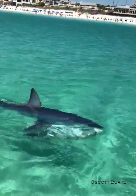 mako shark swimming near destin beach