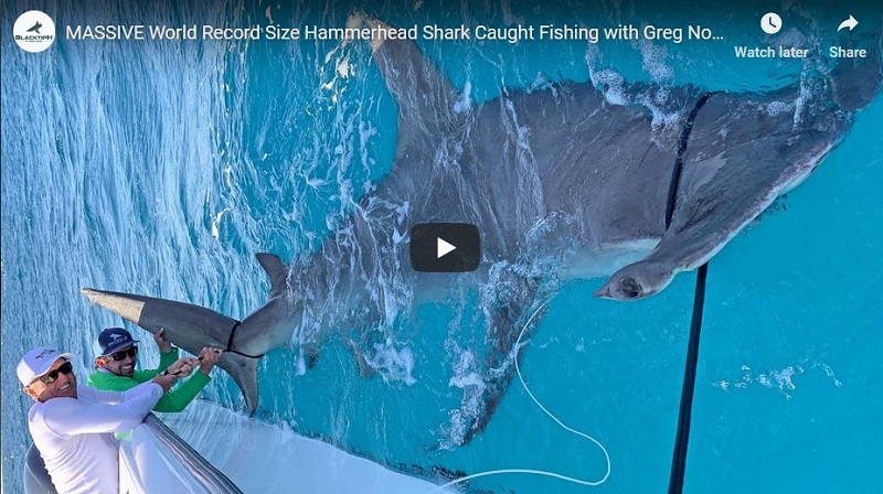 Greg Norman hooks shark that is eaten by record setting 14-foot hammerhead