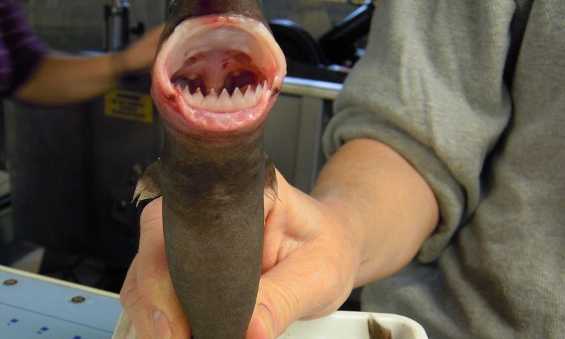 cookiecutter shark