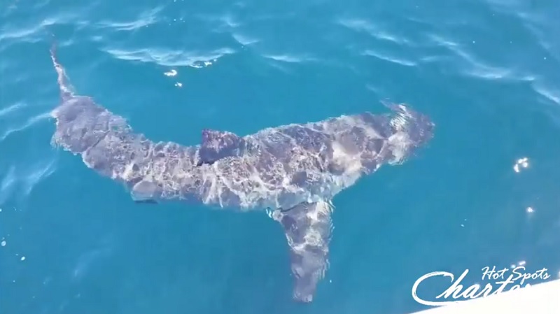 Great white filmed off Pensacola Beach, Florida