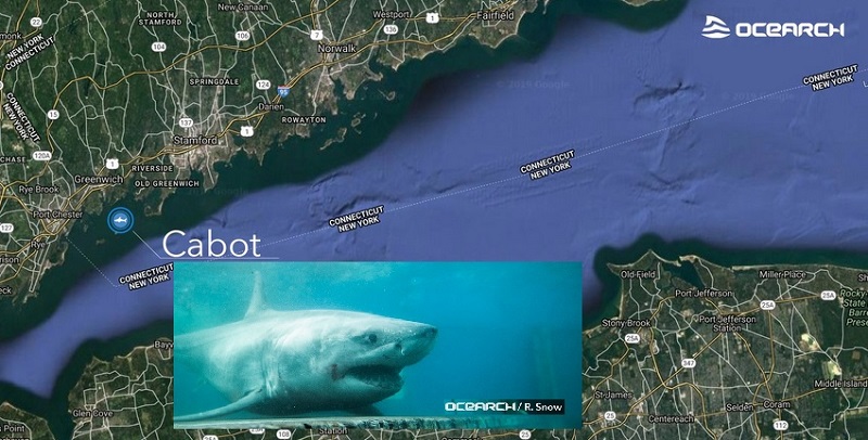 Cabot the OCEARCH tagged white shark