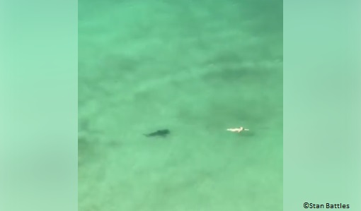 swimmer unaware a shark is following her in Panama City Beach, Florida