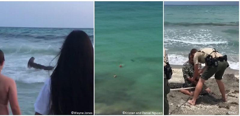 Florida: 2 sharks filmed off Panama City Beach; gator captured on Hobe Sound Beach