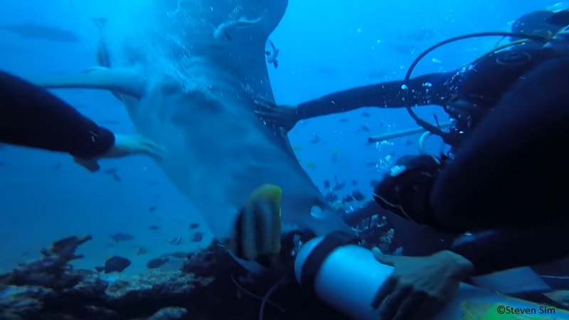 A diver nearly lost his head when a tiger shark started biting his scuba tank.