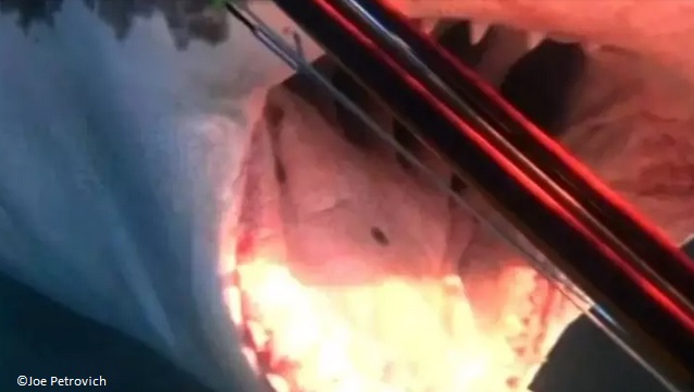 Spearfisherman fights off great white shark in Western Australia.