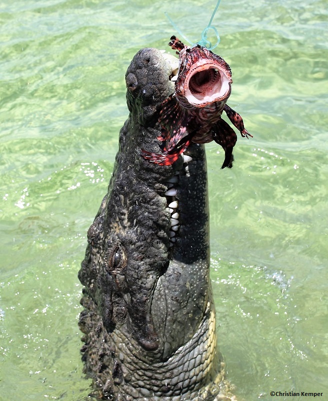 A crocodile eating a lionfish in Mexico. 