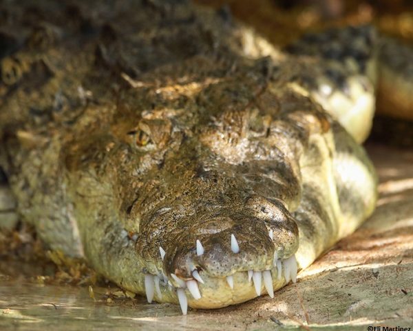 Crocodile with the teeth of his lower jaw have drilled through his upper jaw.