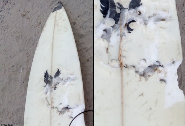 shark bitten surfboard
