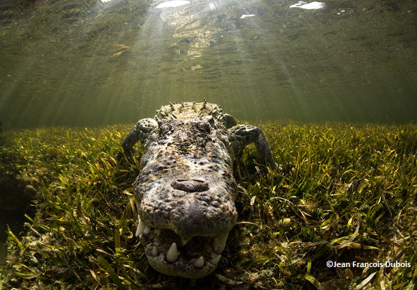 Massive Mexico alligator Gambit