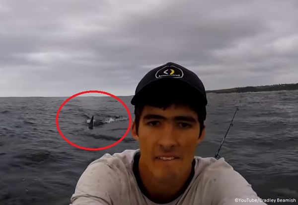shark chasing man in South Africa