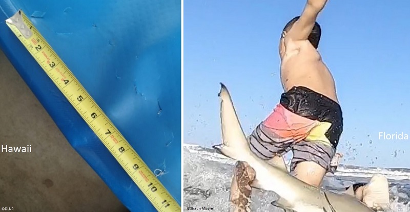 shark bitten board and teen hit by shark