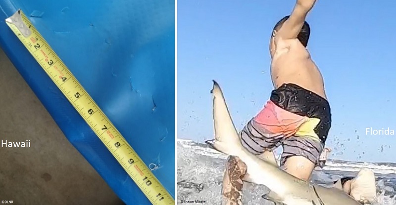 A 10-foot tiger shark bit a kayak