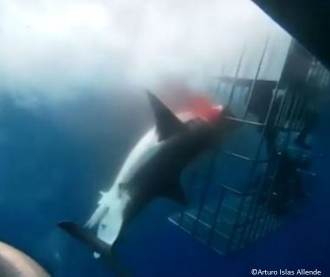 great white crashes into a cage