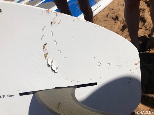 tiger shark bite shown on paddleboard.
