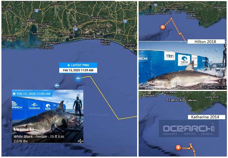 tagged white shark tracks