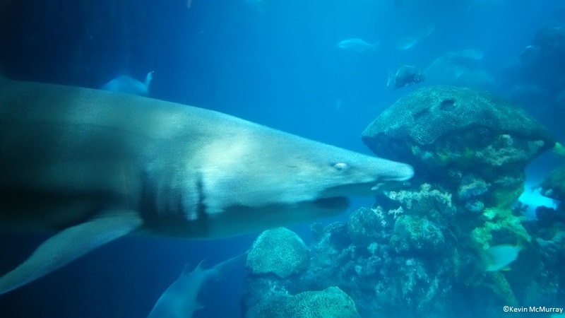 Sandtiger shark swimming
